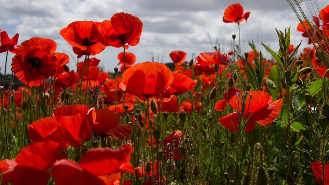 Armistice day / Remembrance Day