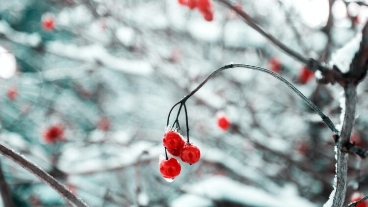 Embracing Winter Farewells